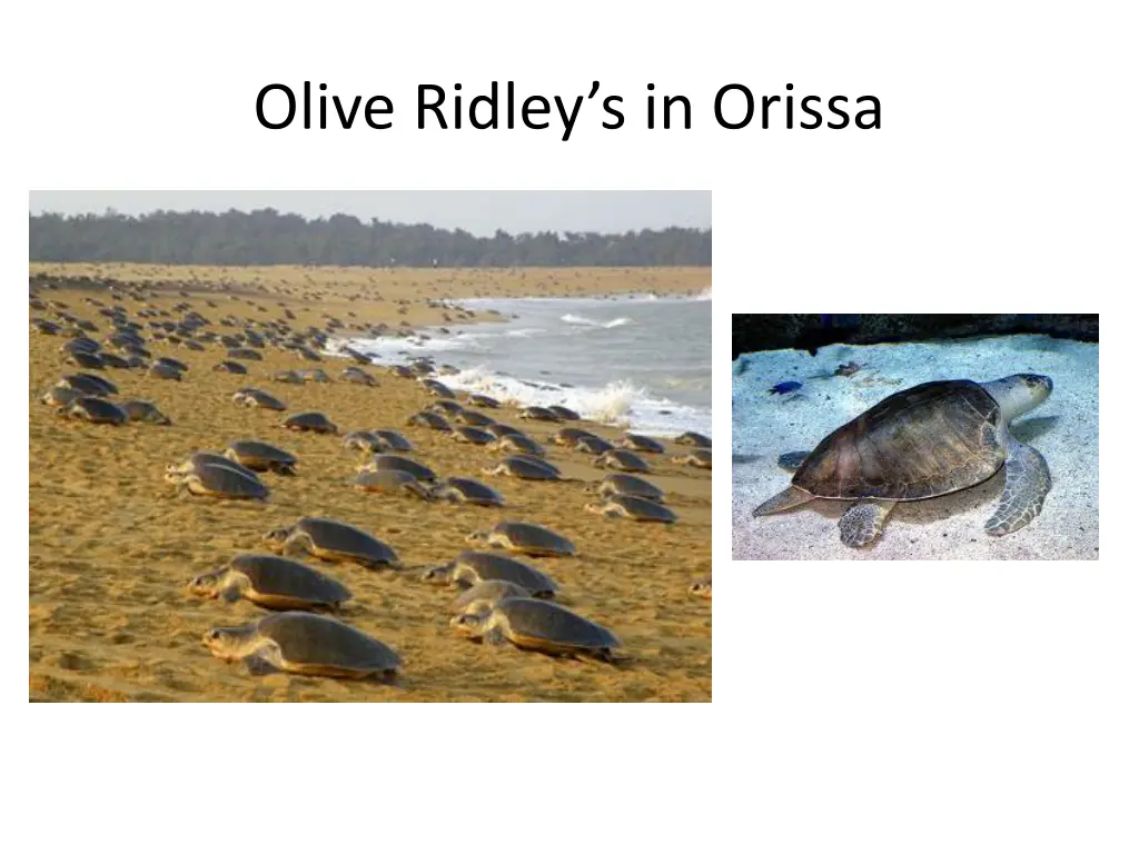 olive r idley s in orissa