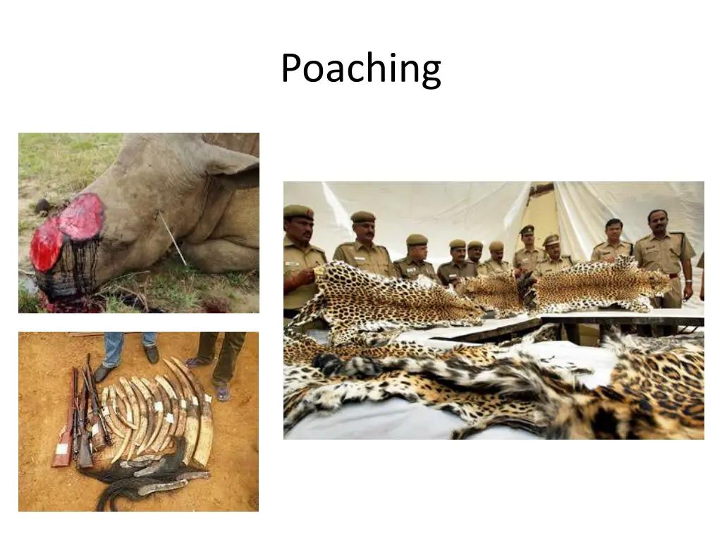 poaching