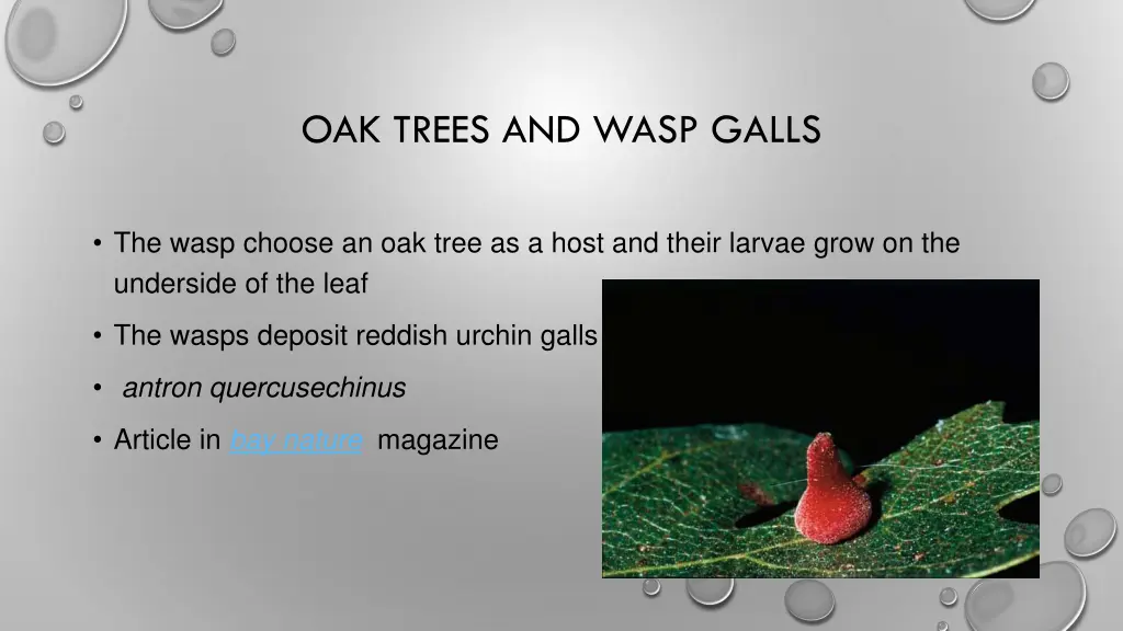 oak trees and wasp galls