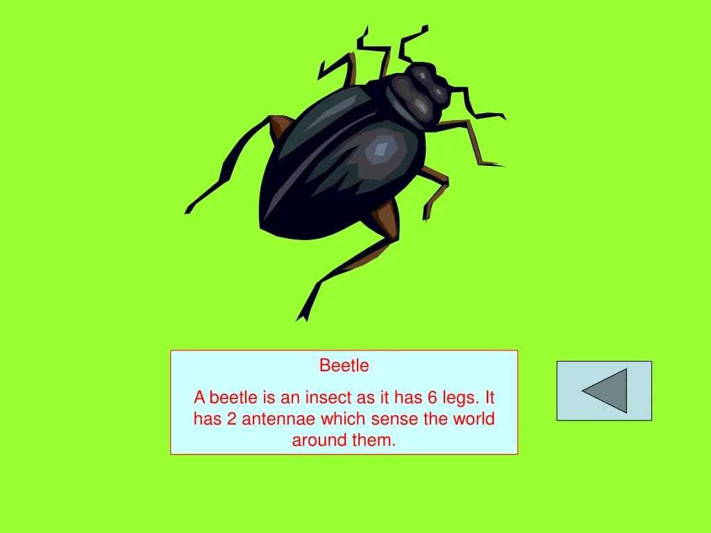 beetle