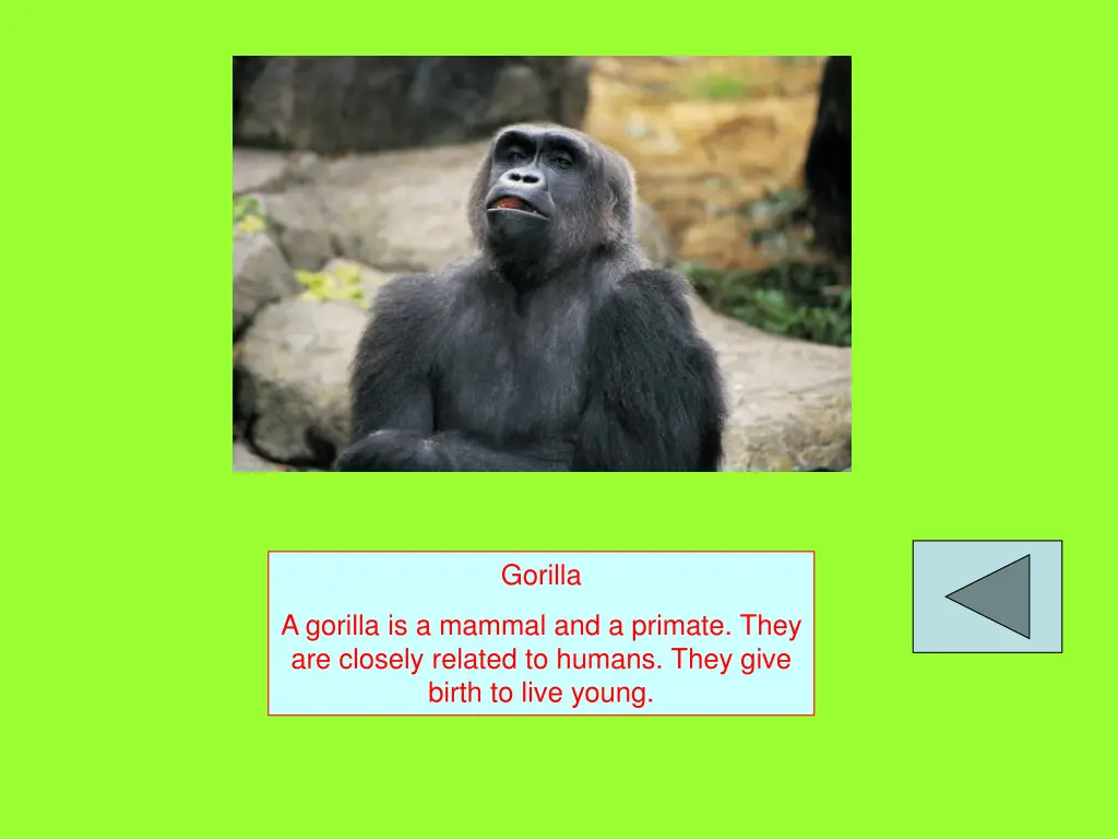 gorilla