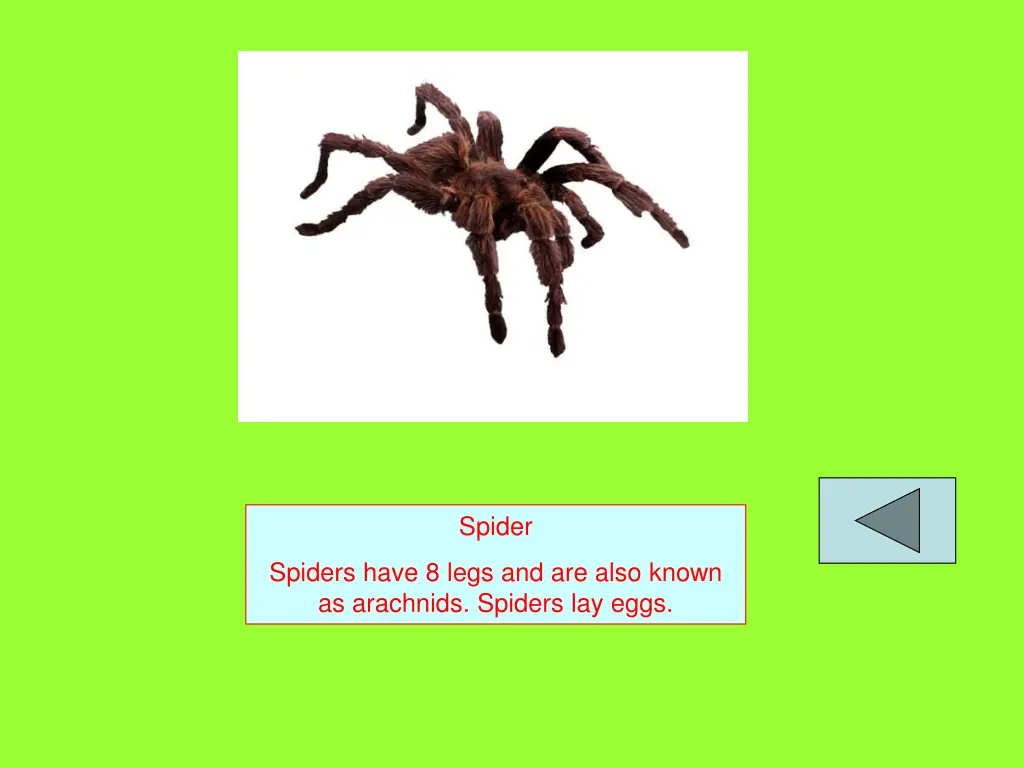 spider