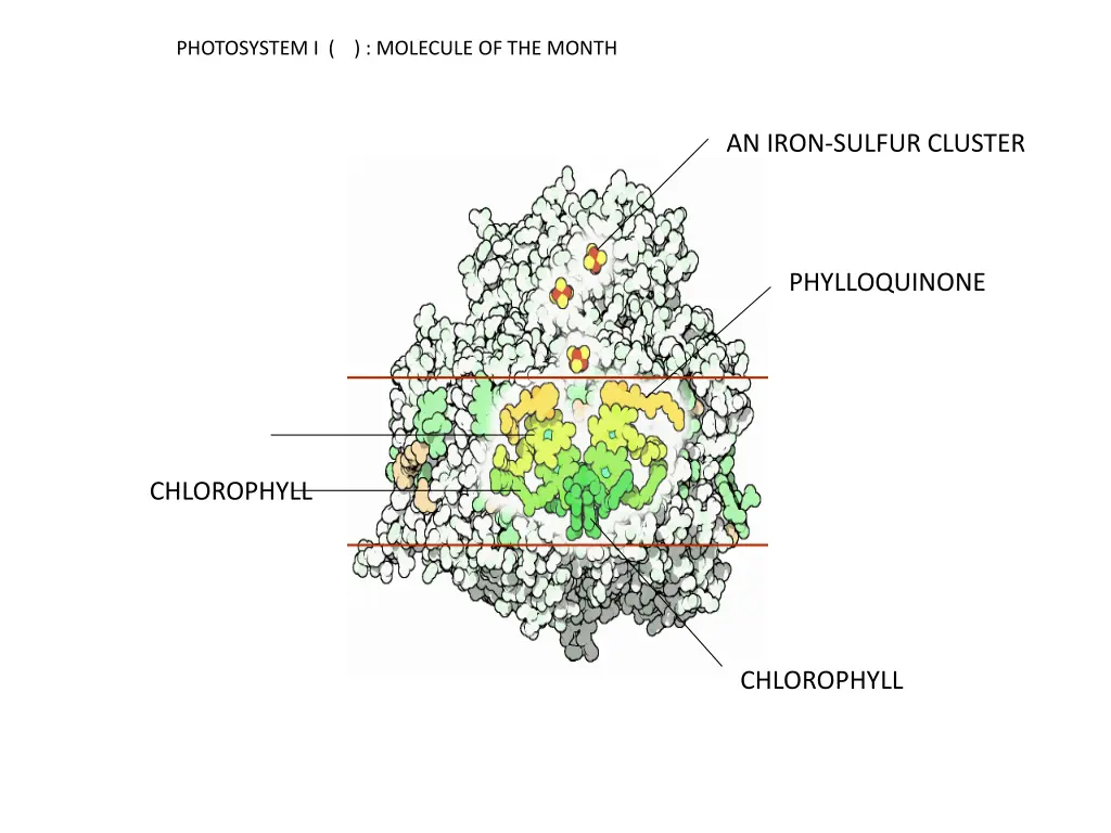 photosystem i molecule of the month