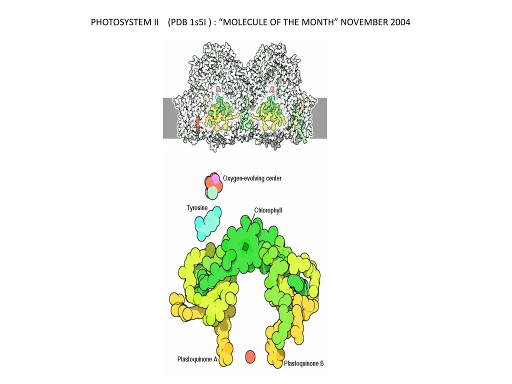 photosystem ii pdb 1s5i molecule of the month