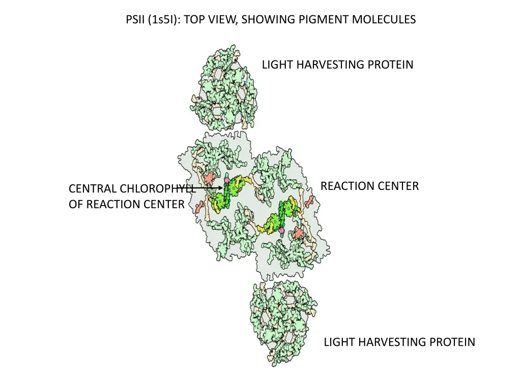 psii 1s5i top view showing pigment molecules