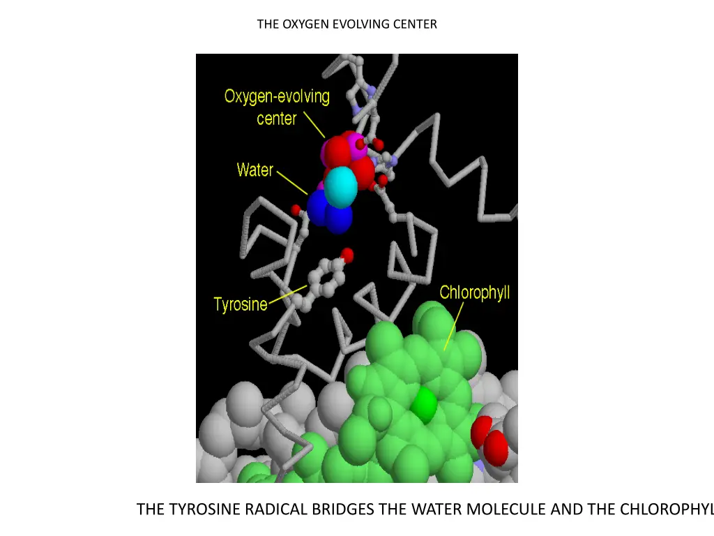 the oxygen evolving center 1