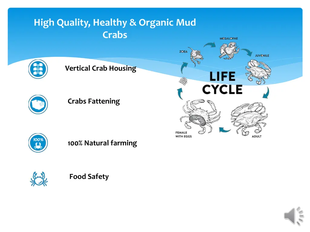 high quality healthy organic mud crabs