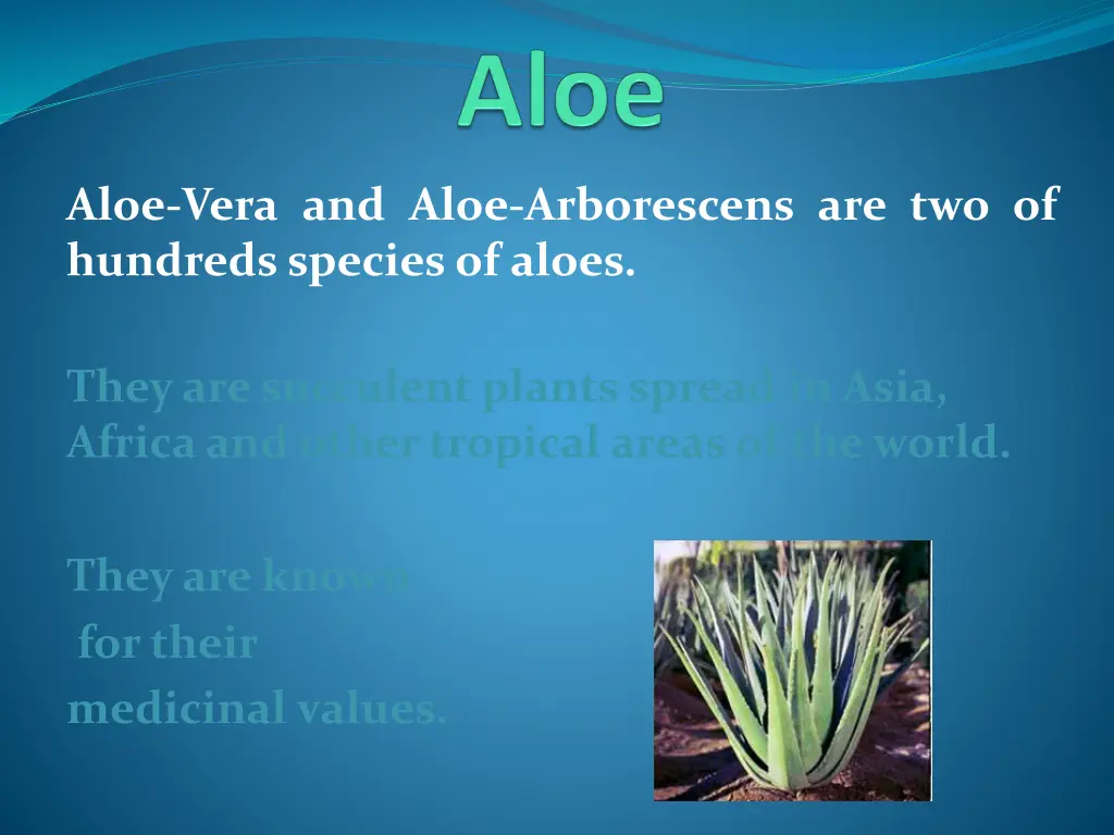 aloe vera and aloe arborescens