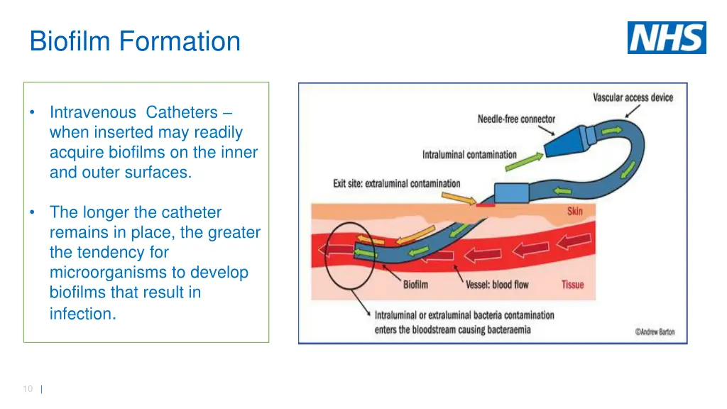 biofilm formation