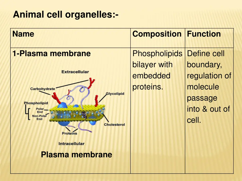 animal cell organelles