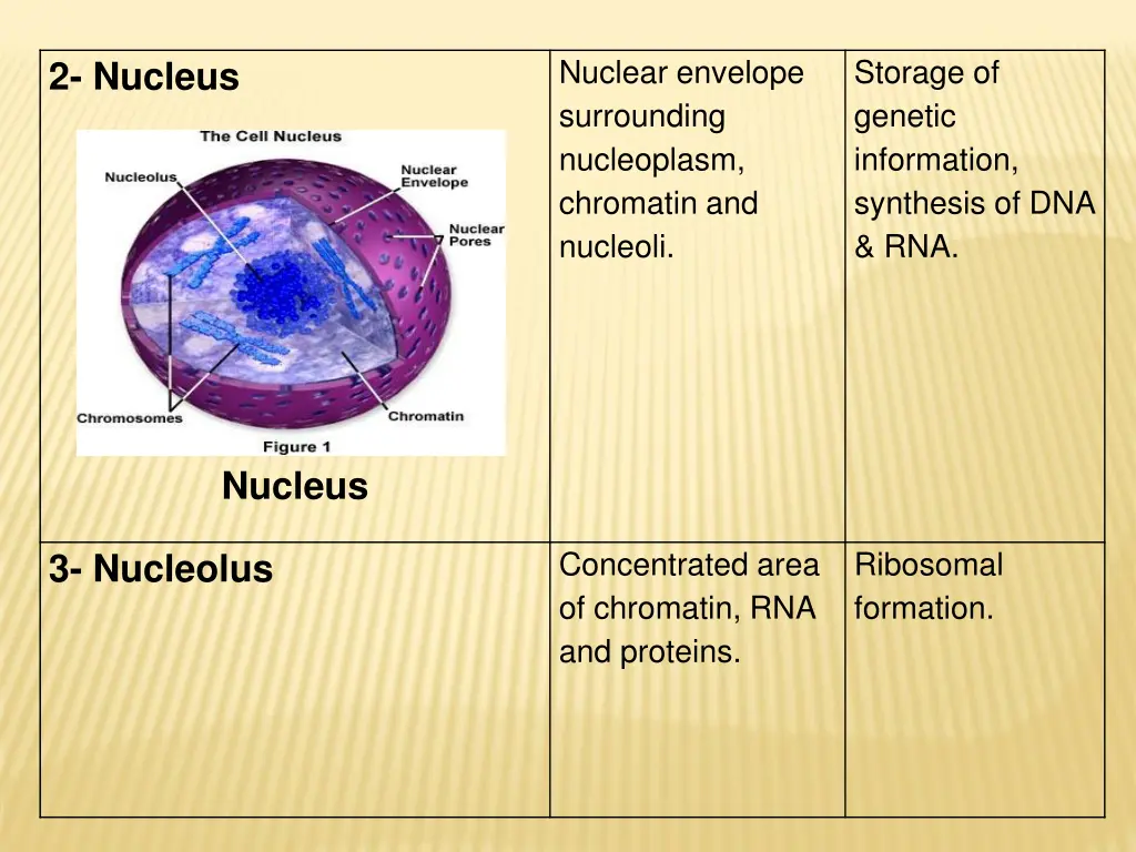 nuclear envelope surrounding nucleoplasm