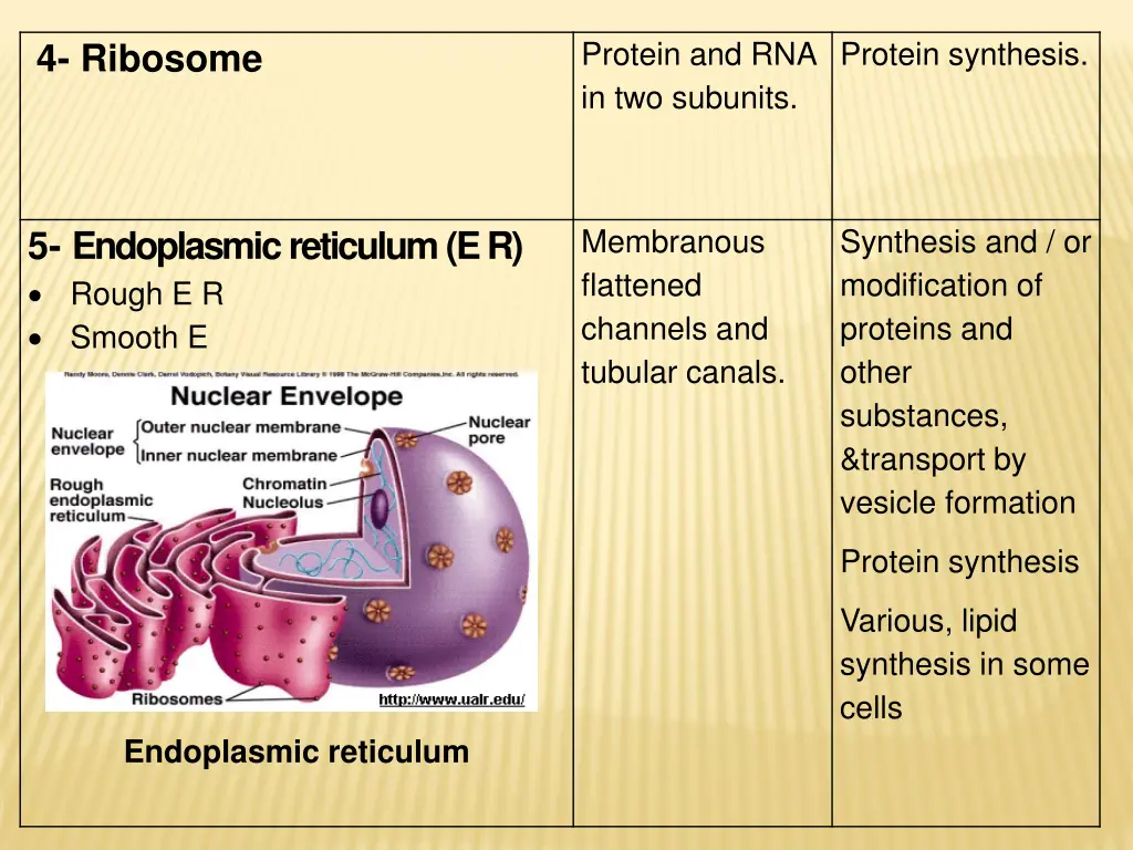 protein and rna in two subunits