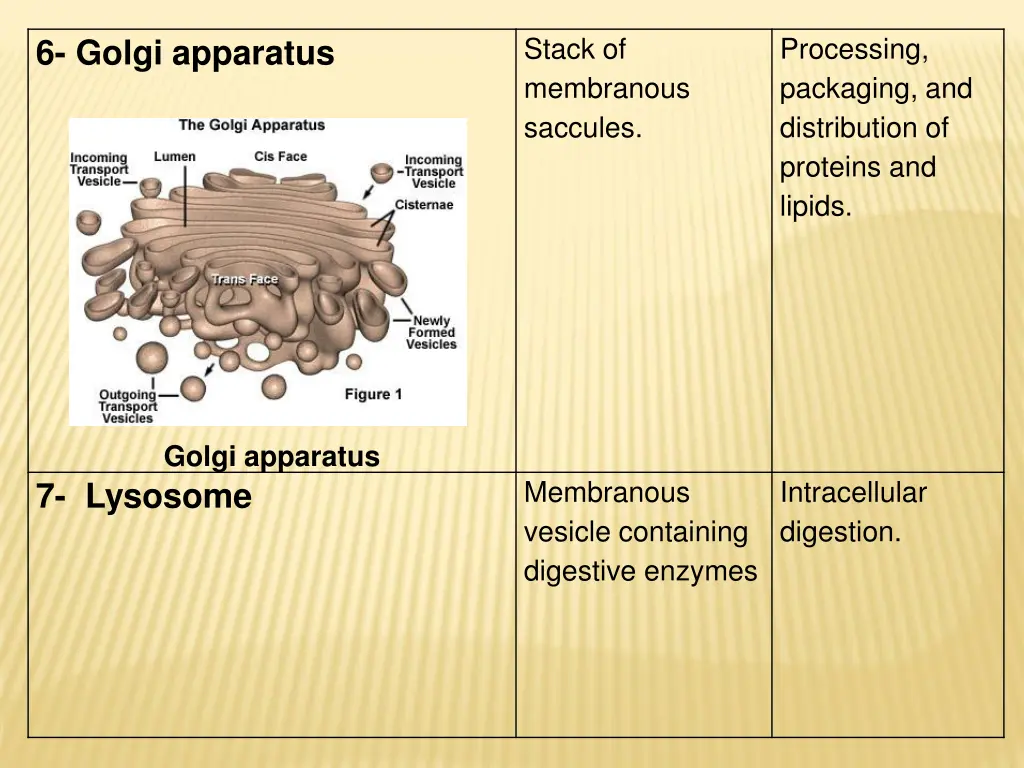 stack of membranous saccules