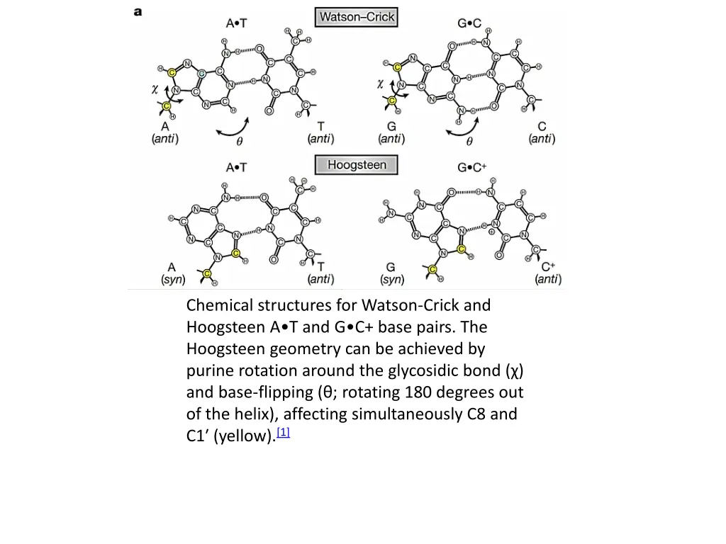 chemical structures for watson crick