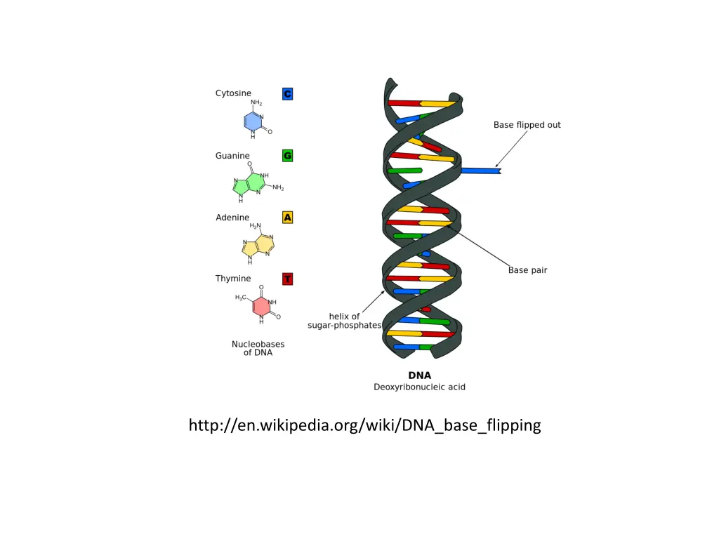 http en wikipedia org wiki dna base flipping