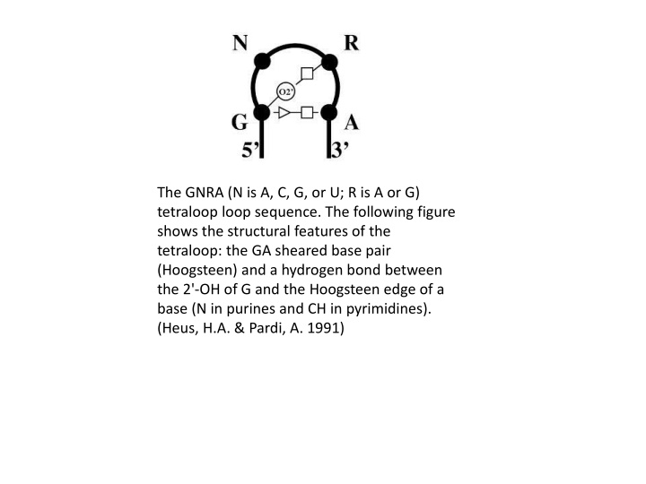 the gnra n is a c g or u r is a or g tetraloop