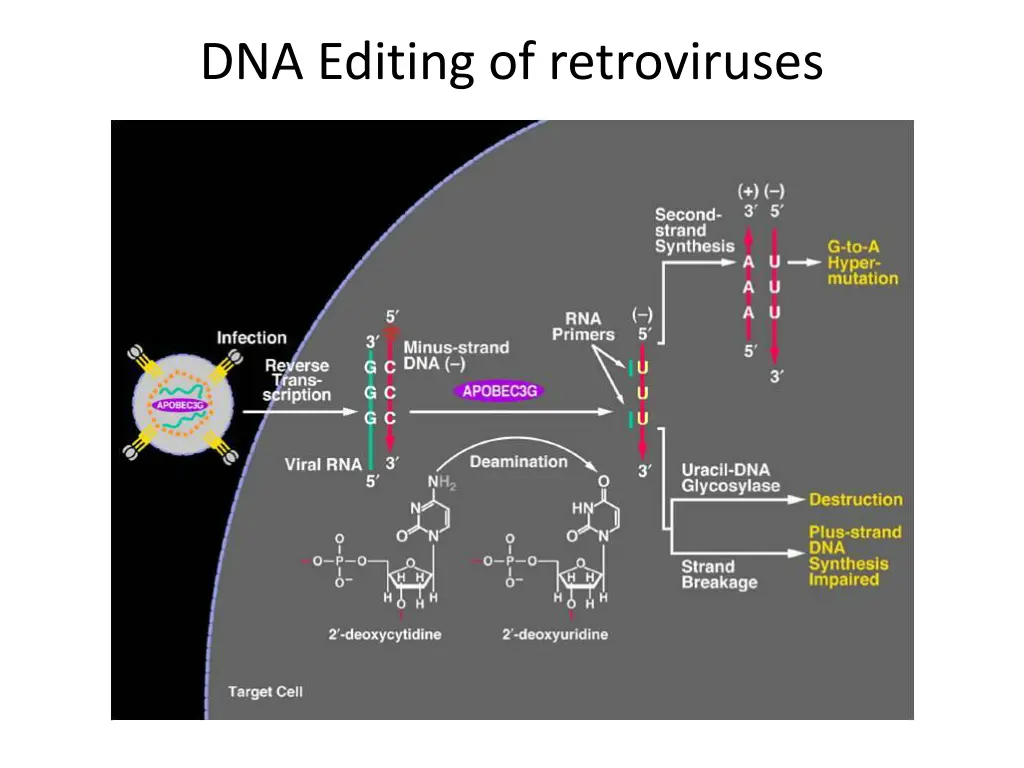 dna editing of retroviruses