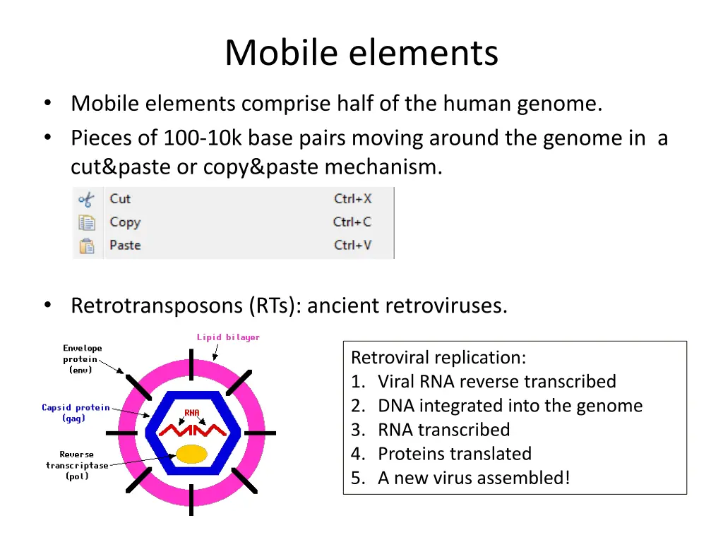 mobile elements