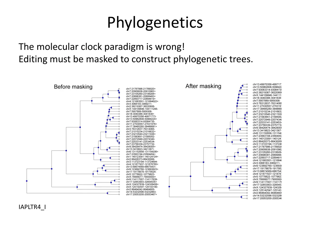 phylogenetics