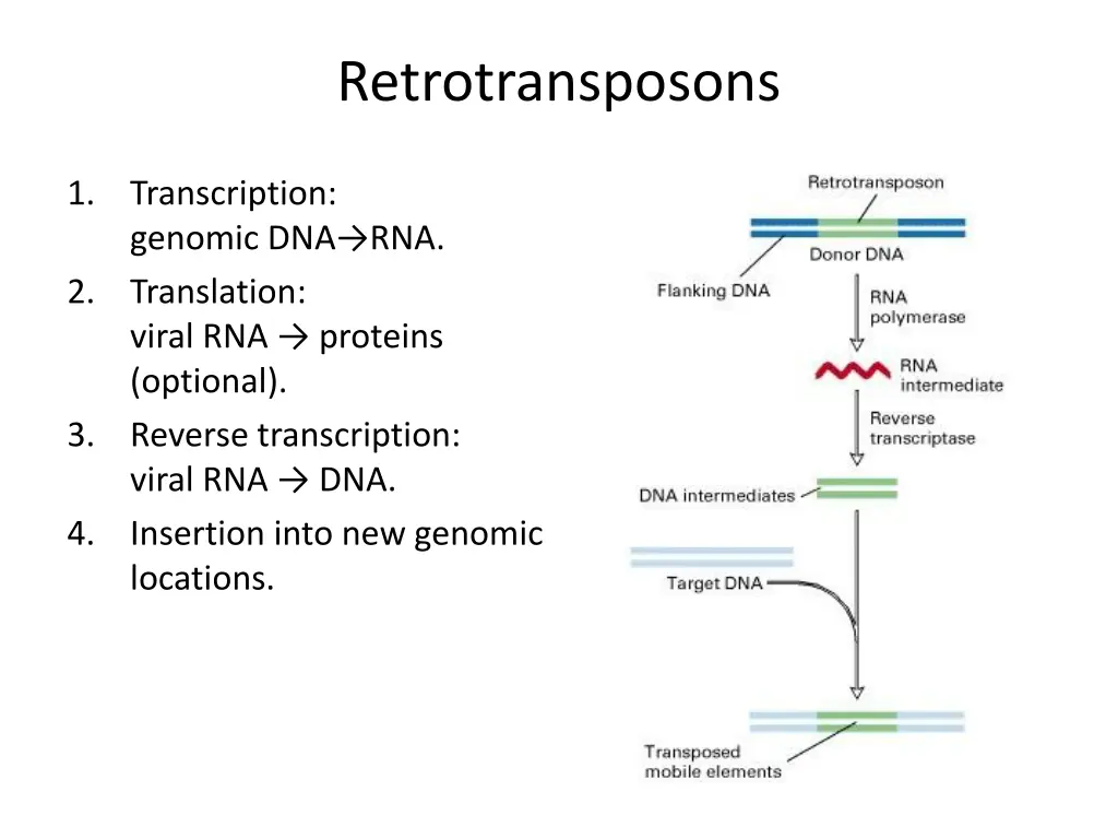 retrotransposons