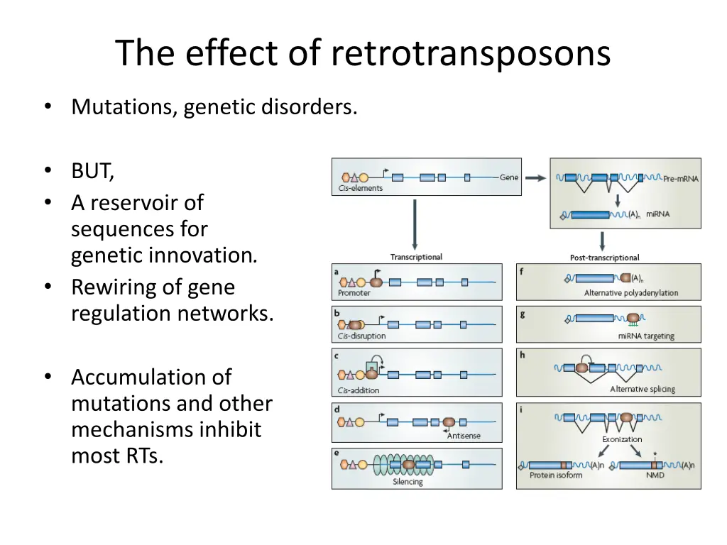 the effect of retrotransposons