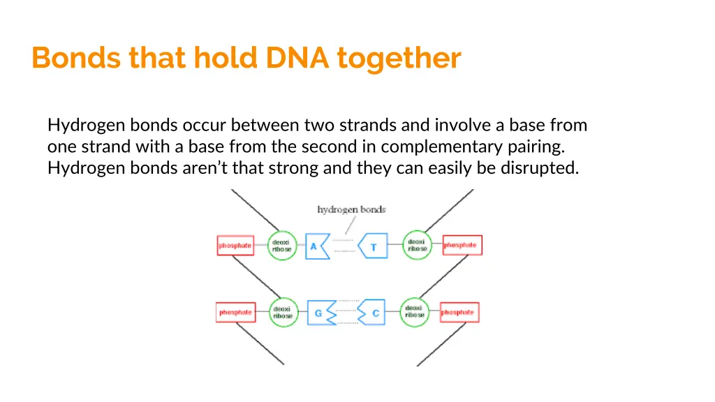 bonds that hold dna together