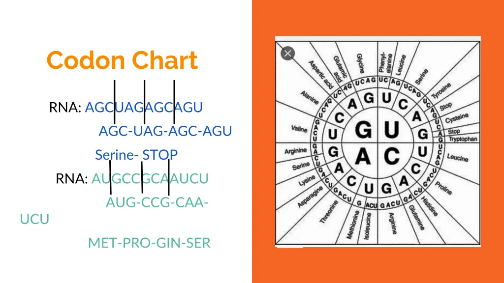 codon chart