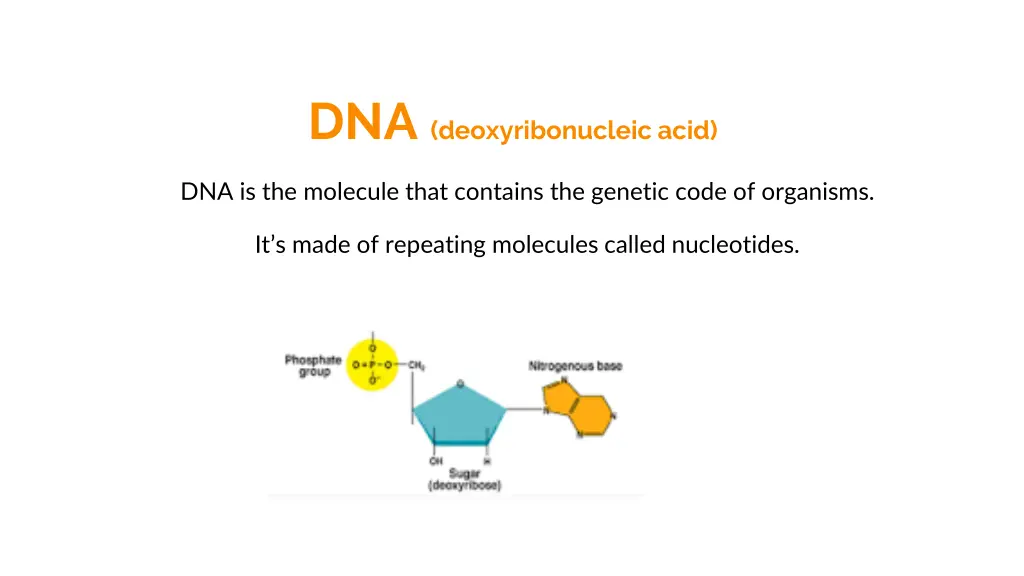 dna deoxyribonucleic acid