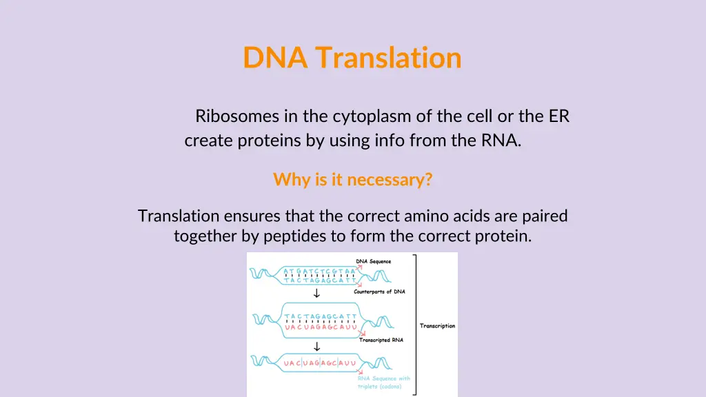 dna translation