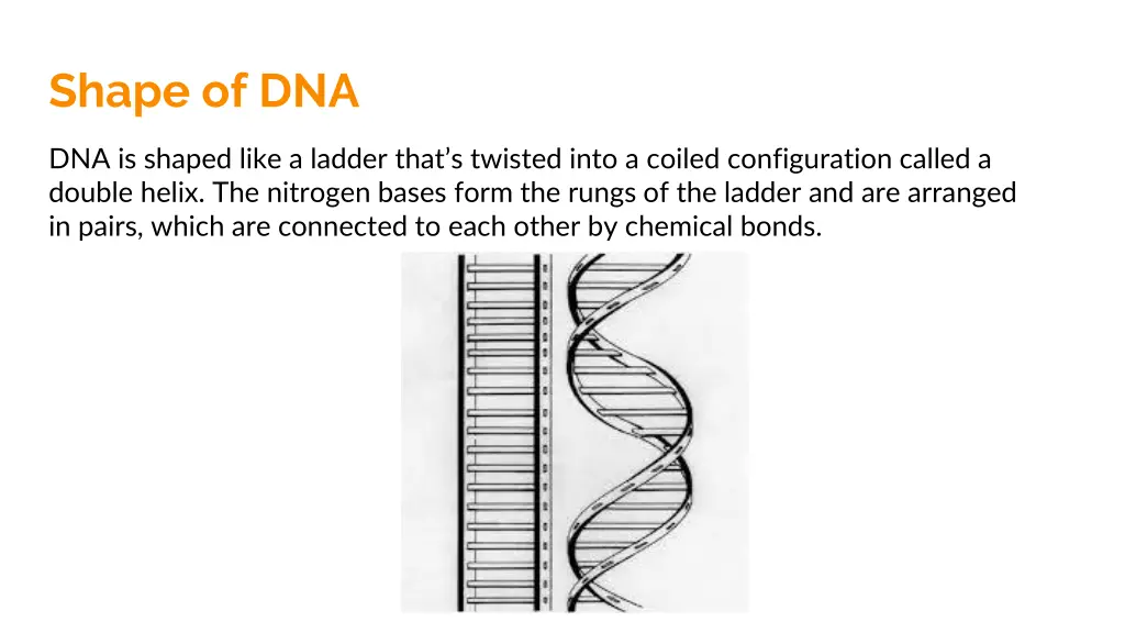 shape of dna