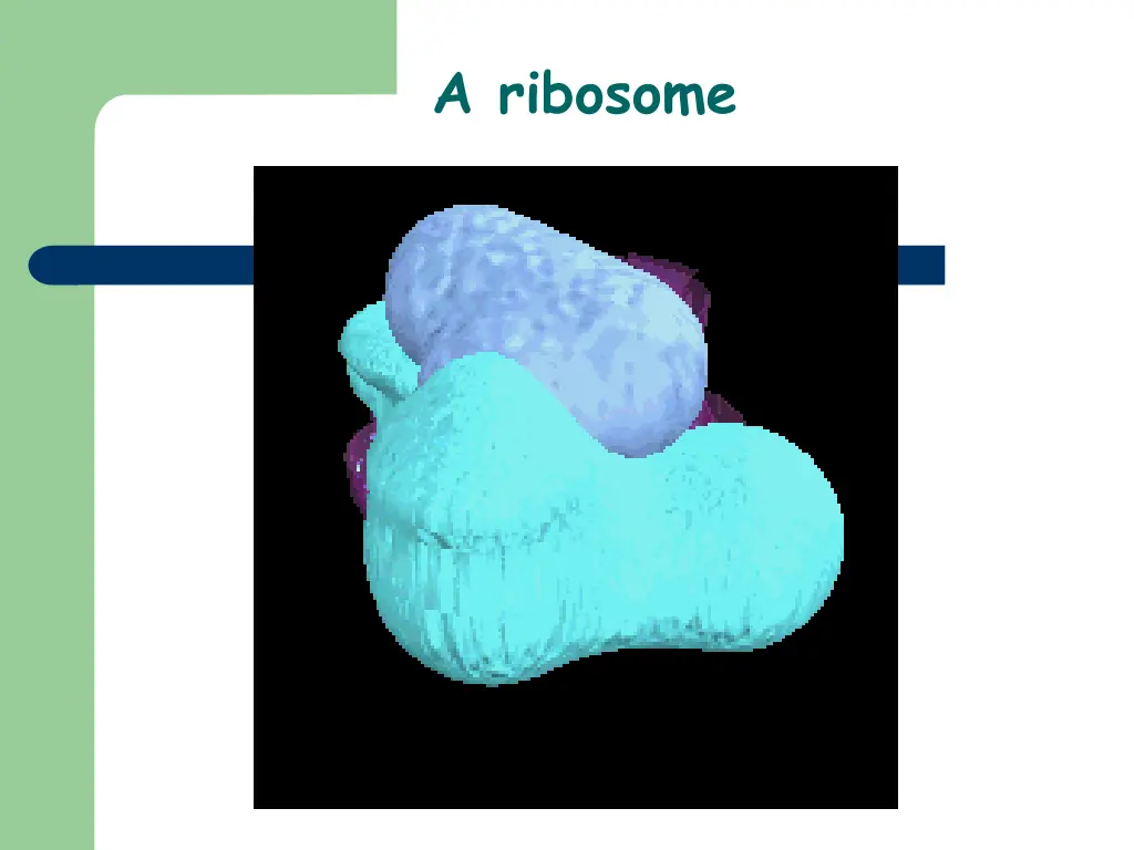 a ribosome