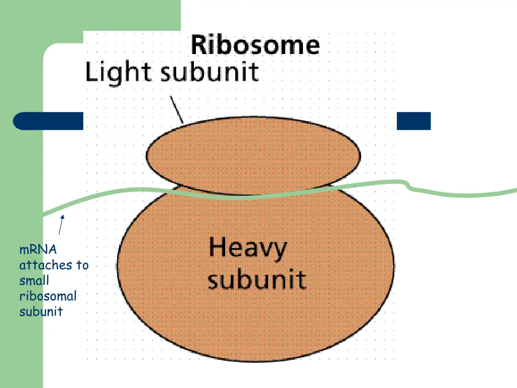 mrna attaches to small ribosomal subunit