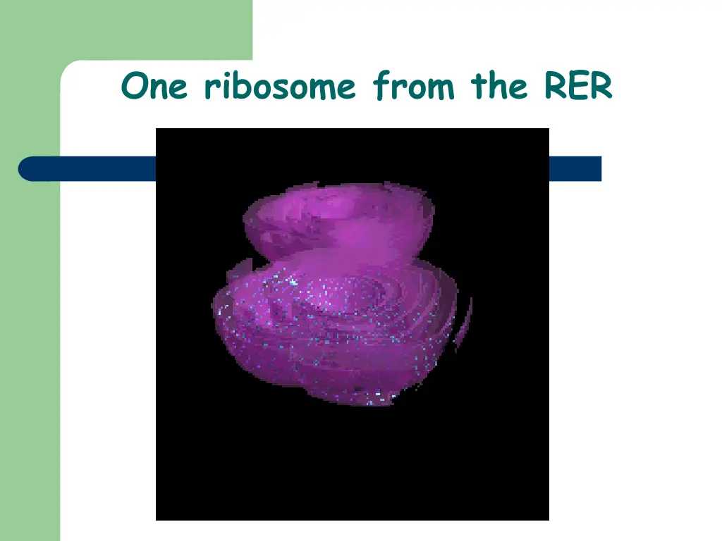 one ribosome from the rer