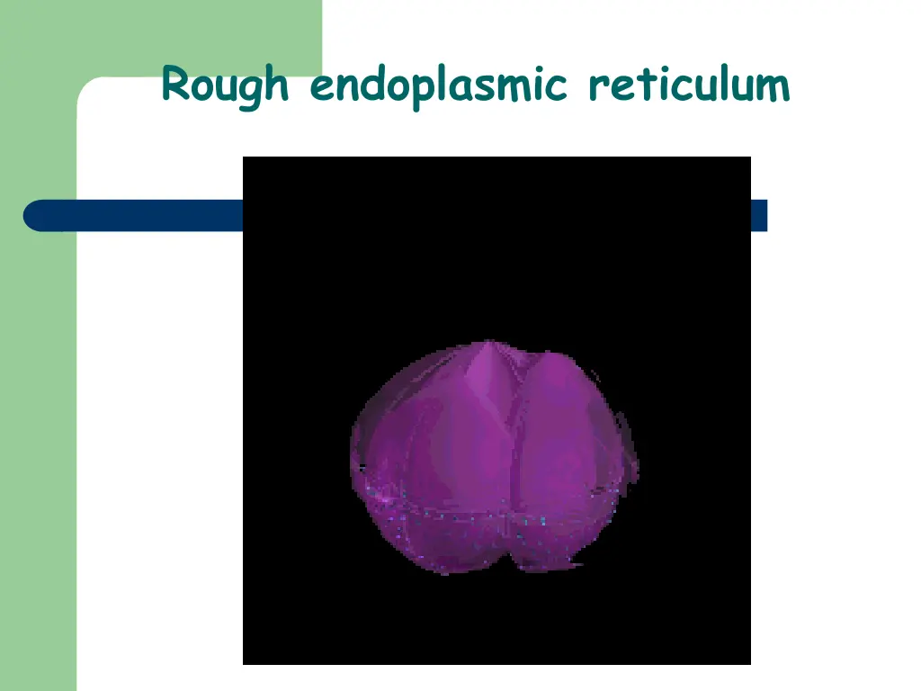 rough endoplasmic reticulum