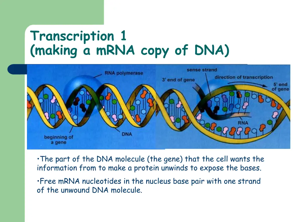 transcription 1 making a mrna copy of dna