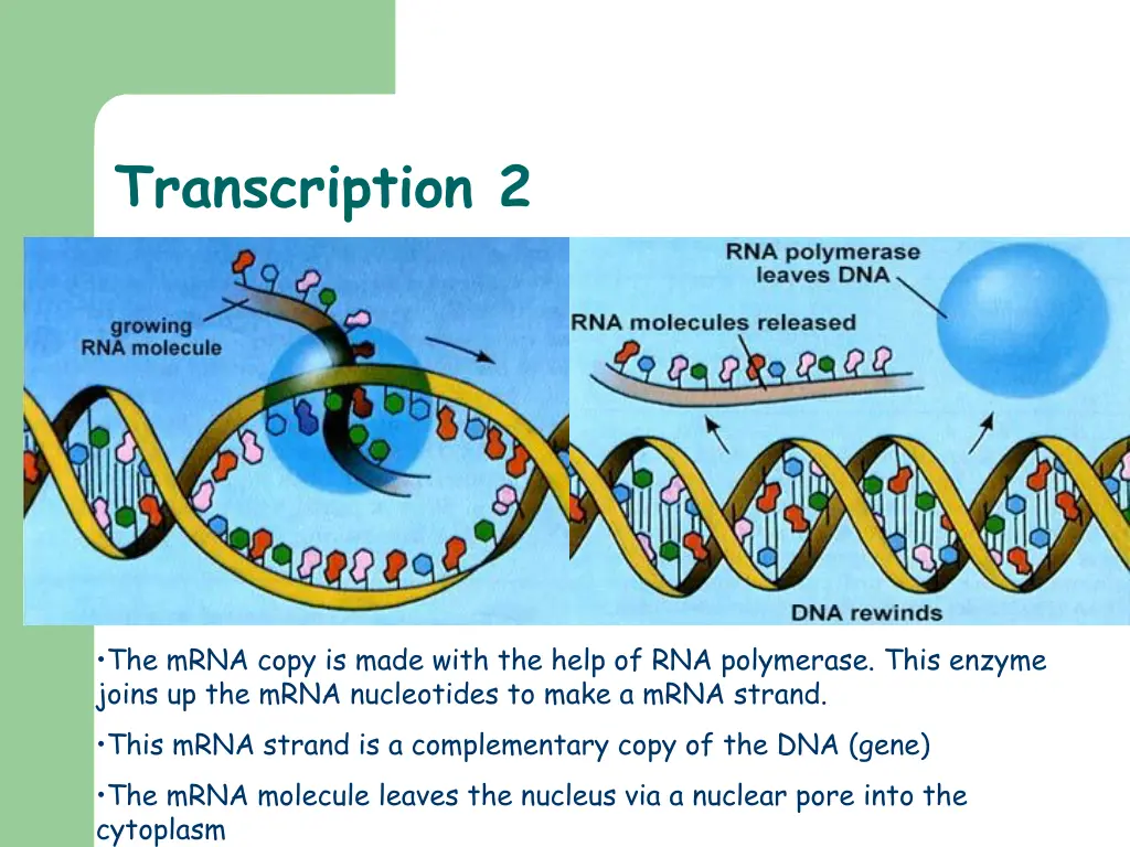 transcription 2