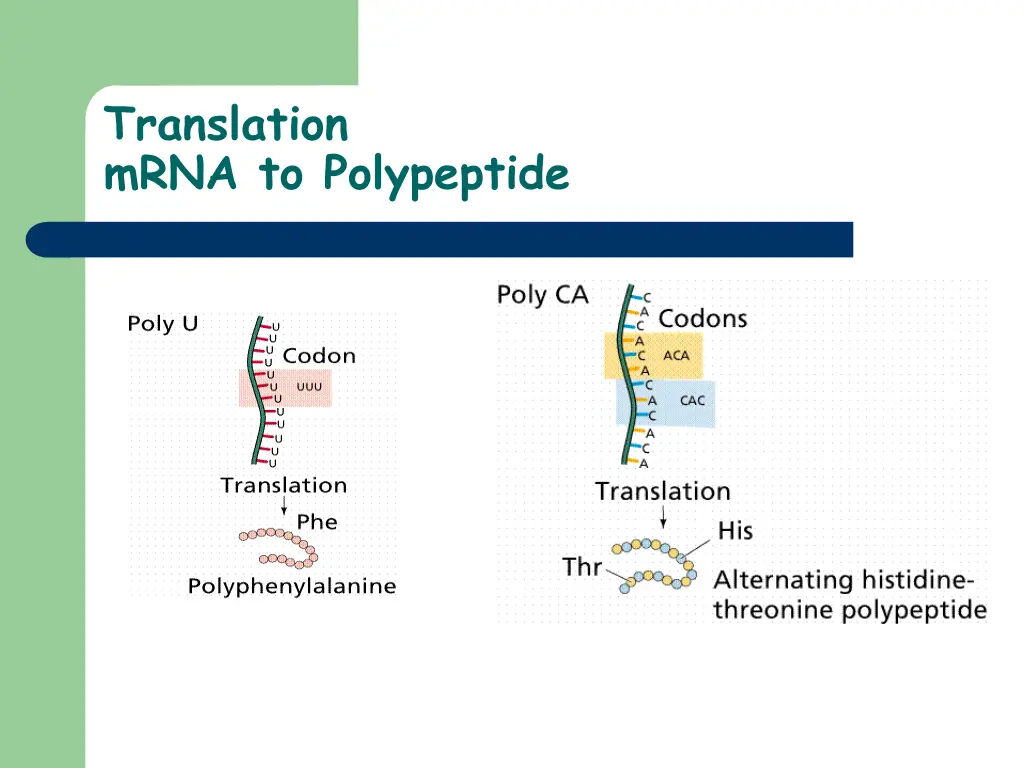 translation mrna to polypeptide