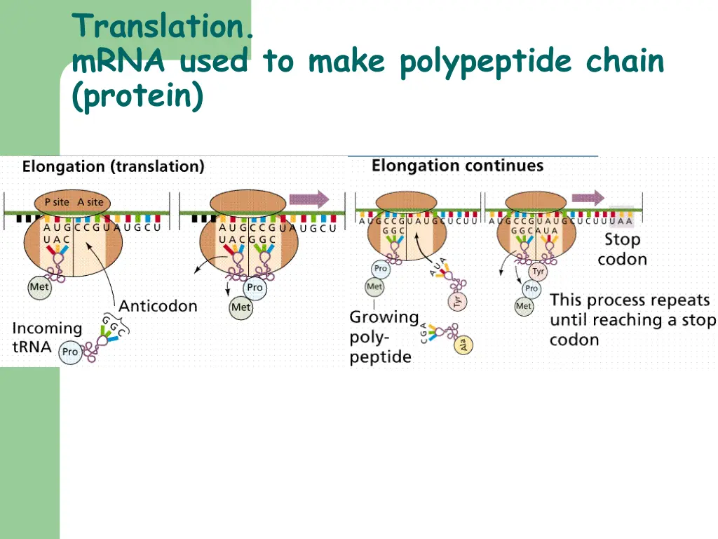 translation mrna used to make polypeptide chain