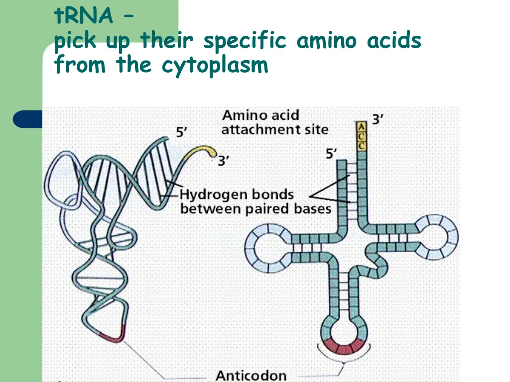 trna pick up their specific amino acids from