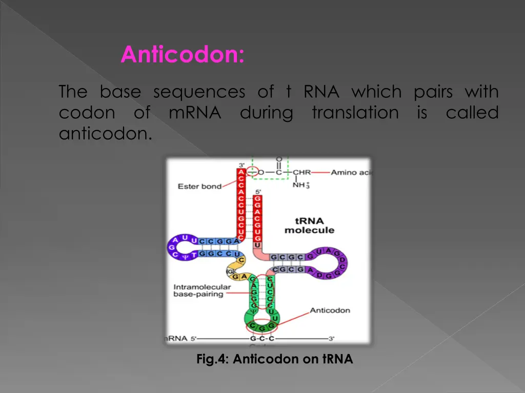 anticodon