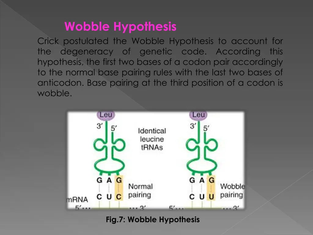 wobble hypothesis crick postulated the wobble