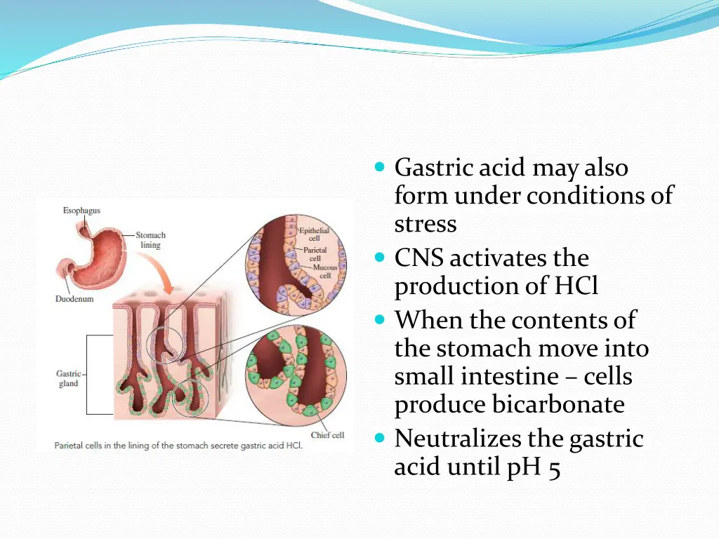 gastric acid may also form under conditions