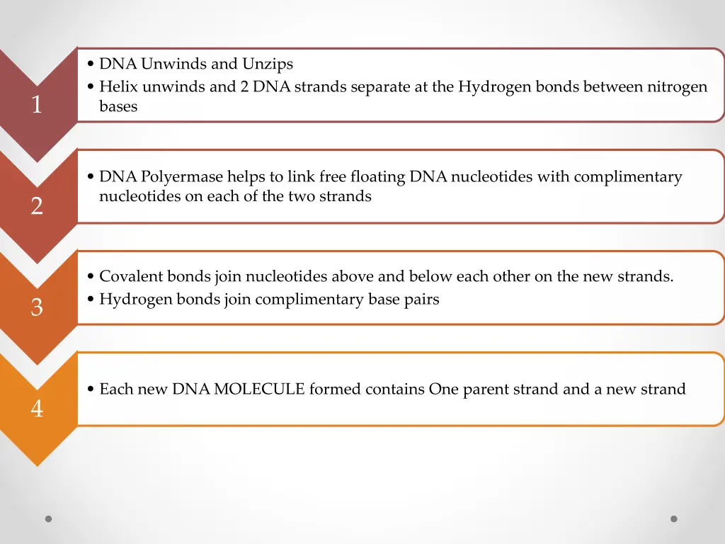 dna unwinds and unzips helix unwinds