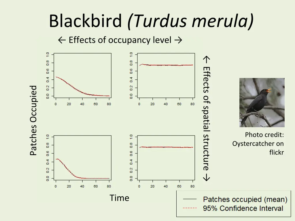 blackbird turdus merula effects of occupancy level