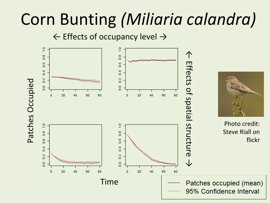 corn bunting miliaria calandra effects