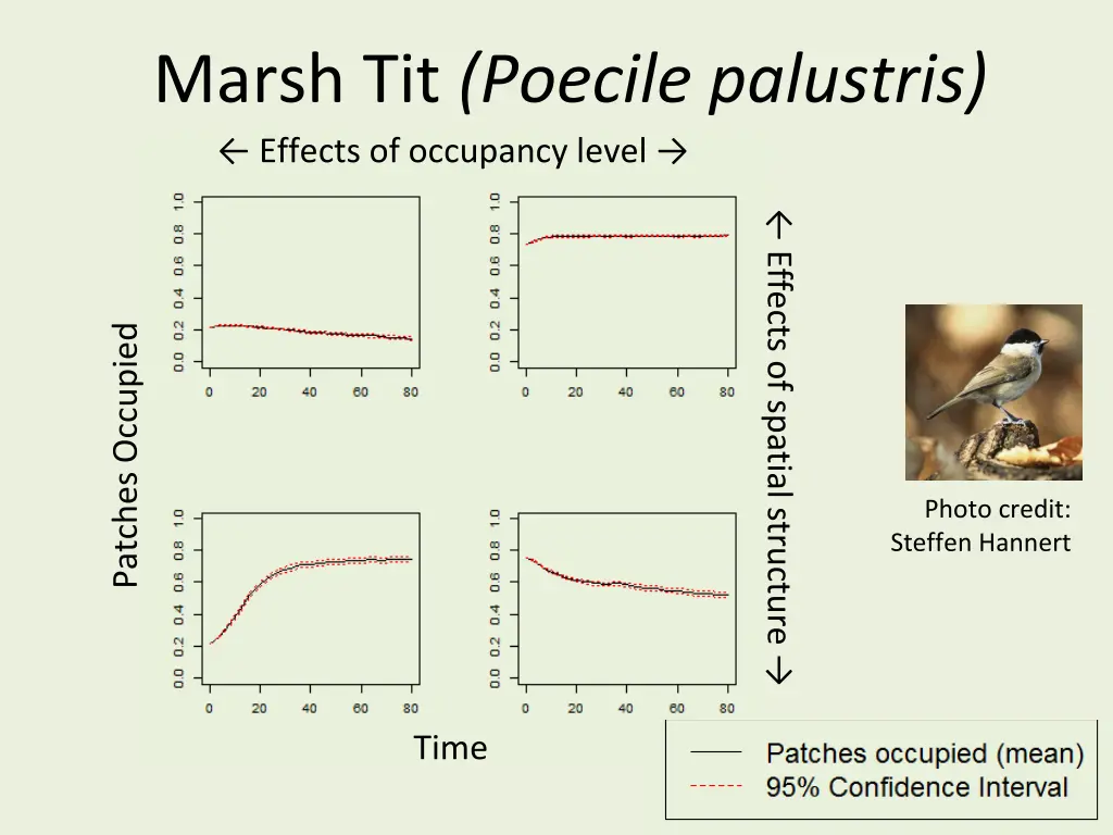 marsh tit poecile palustris effects of occupancy