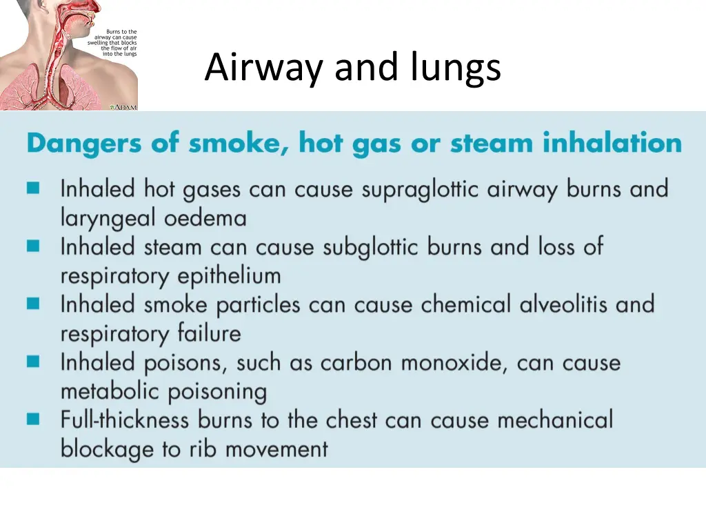 airway and lungs