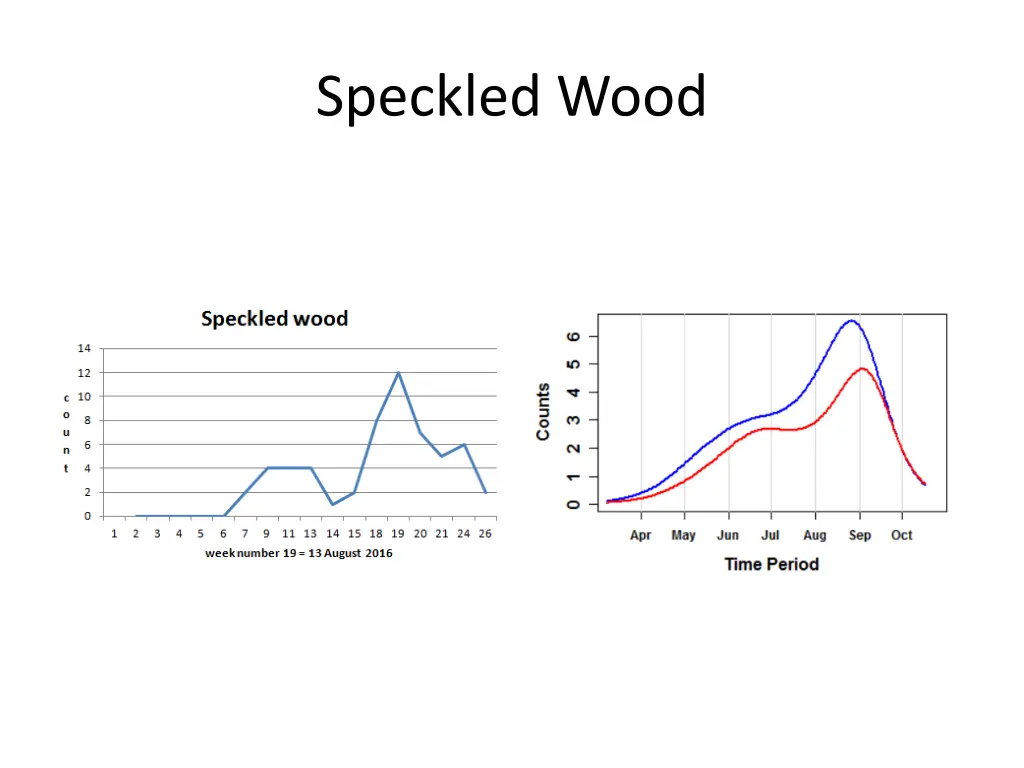 speckled wood