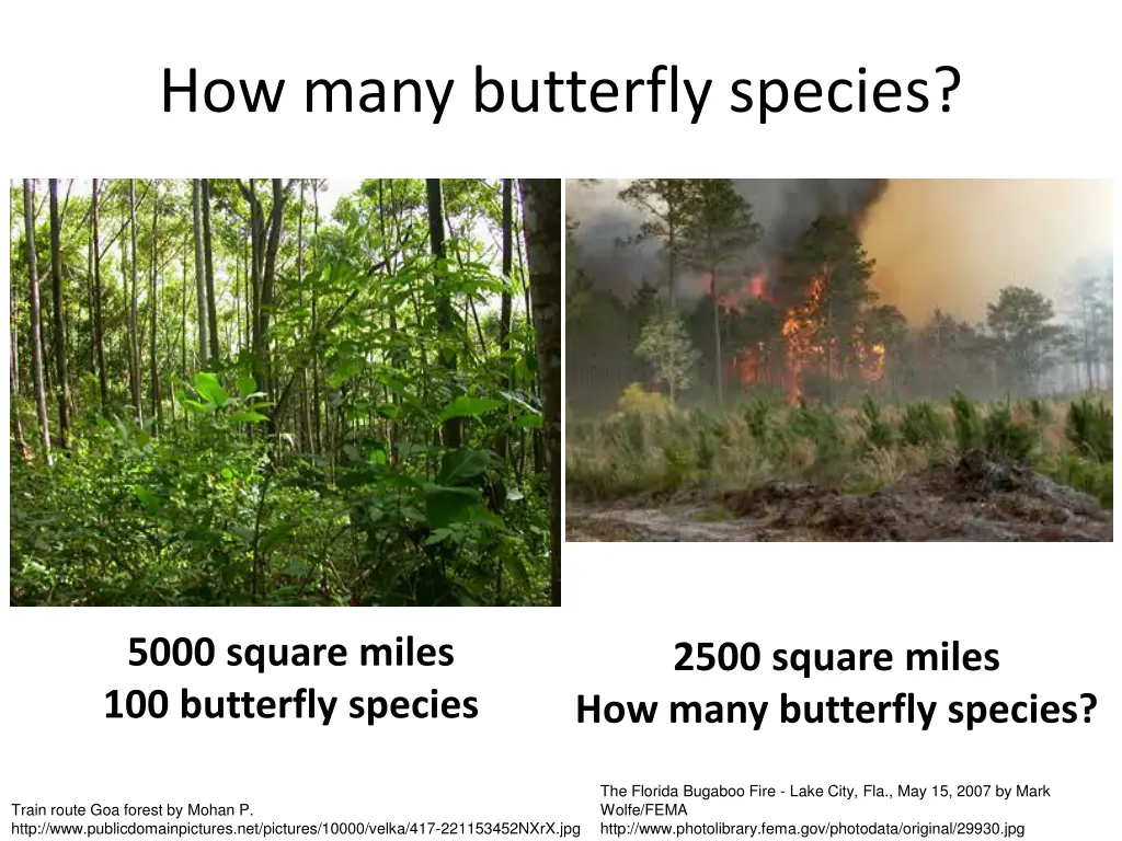 how many butterfly species