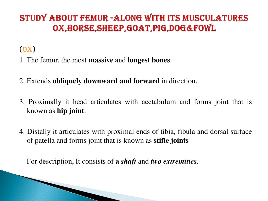 ox 1 the femur the most massive and longest bones